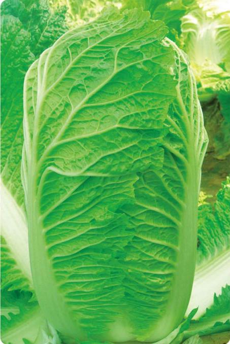 Shenshi No.3——Chinese Cabbage Shenshi No.3——Chinese Cabbage